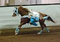 Trick Riding Competition D